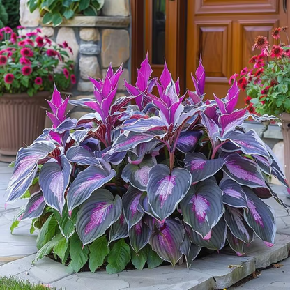 🏆65K+ SOLD!🌿Giant Hosta Seeds – Massive Leaves, Perfect for Deep Shade Borders & Ground Cover-INT
