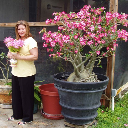 🎁Desert Rose Bulbs🌵Super easy care! 🌸 Adenium Obesum Bulbs - A926