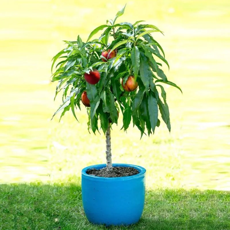 🔥50K+ SOLD!💟 Premium Pink Peach Seeds - 😋A Uniquely Delightful Taste-923