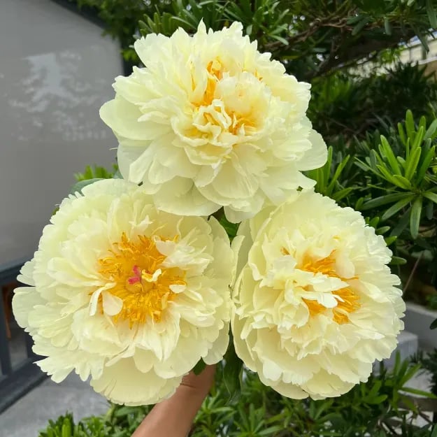 🔥LAST DAY 45% OFF🌺THE QUEEN OF FLOWERS—DOUBLE PETALED PIANI-923