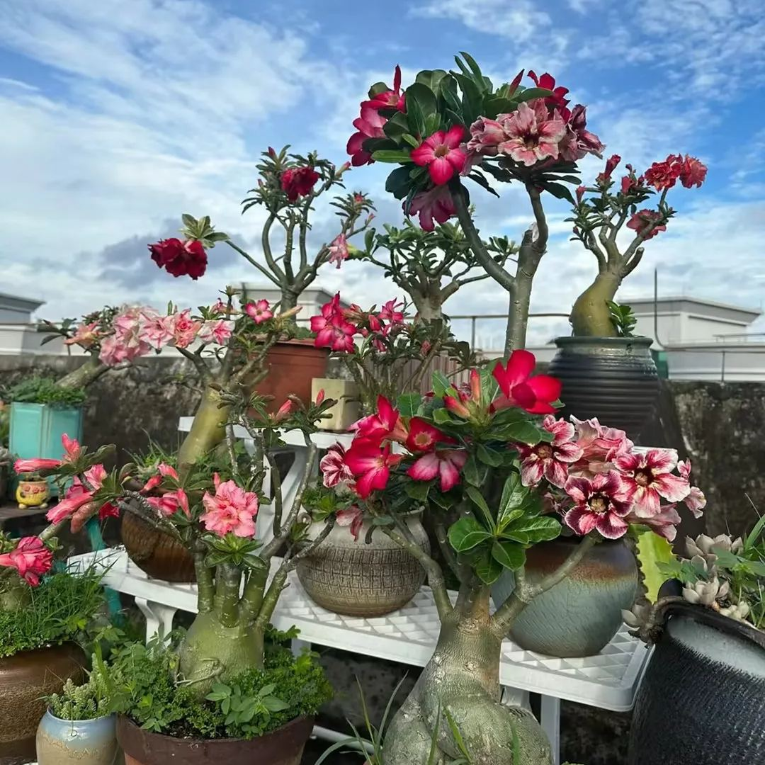 🎁Desert Rose Bulbs🌵Super easy care! 🌸 Adenium Obesum Bulbs - A926