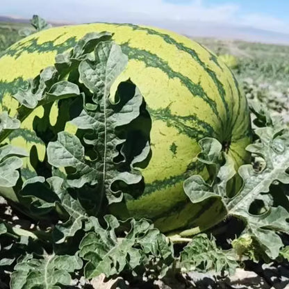 🔥 (New Harvest)🔥🍉Lazy Man's Watermelon Seeds| 🌿Pre-Primed for High Germination (99% Germination)-TJY