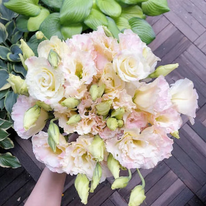 🏆65K+ SOLD!🔥🌺Low-maintenance Lisianthus Flower Seeds🌈TJY