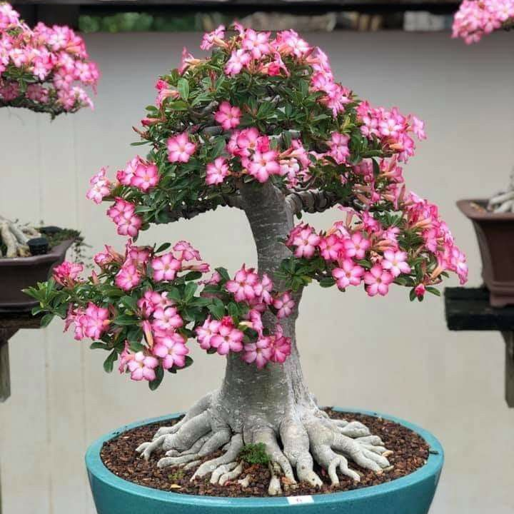 🎁Desert Rose Bulbs🌵Super easy care! 🌸 Adenium Obesum Bulbs - A926