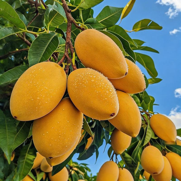 🏡Farm Fresh, Straight to Your Door 🥭Homegrown Tropical Mango! -XA