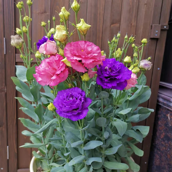 🏆65K+ SOLD!🔥🌺Low-maintenance Lisianthus Flower Seeds🌈TJY