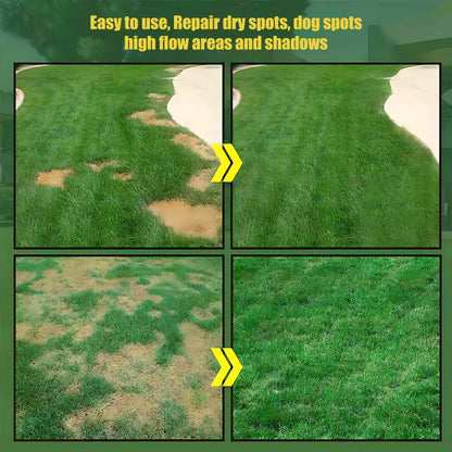 🌱2026 Evergreen Dwarf Grass Seed | For Four Seasons-GD