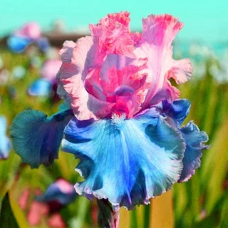 ⚜️Rare Tall Bearded Iris🌸 (Premium Rhizome Variety)-ABB8