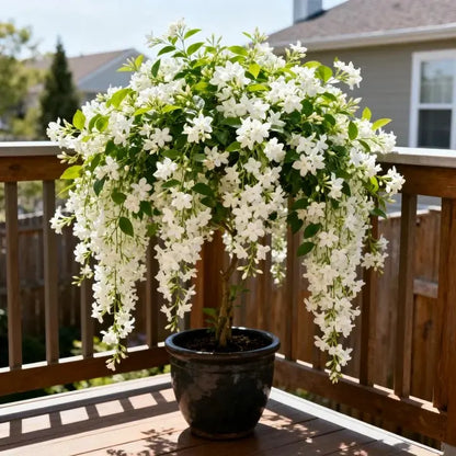 50 Non-GMO Climbing Silver Jasmine Seeds - Aromatic Evergreen, Ideal Decor Choice for Garden & Balcony Fragrant-GD