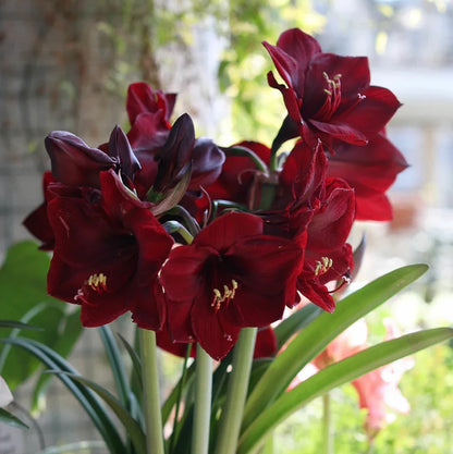 🌸Hot Sale!!🌸 – 🌿Double-Flowered Amaryllis Bulbs / Large Flowers / Easy to Grow-TJY