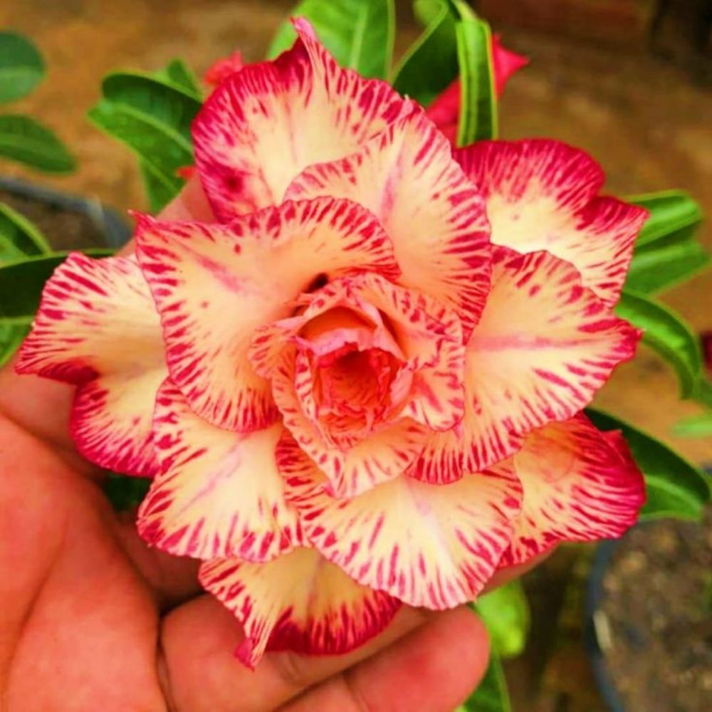 🎁Desert Rose Bulbs🌵Super easy care! 🌸 Adenium Obesum Bulbs - A926