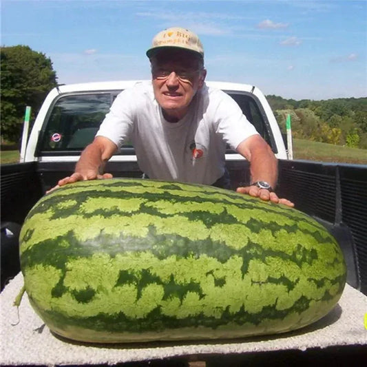 🔥🔥New Year 70% Off--🍉Lazy Man's Watermelon Seeds-W18