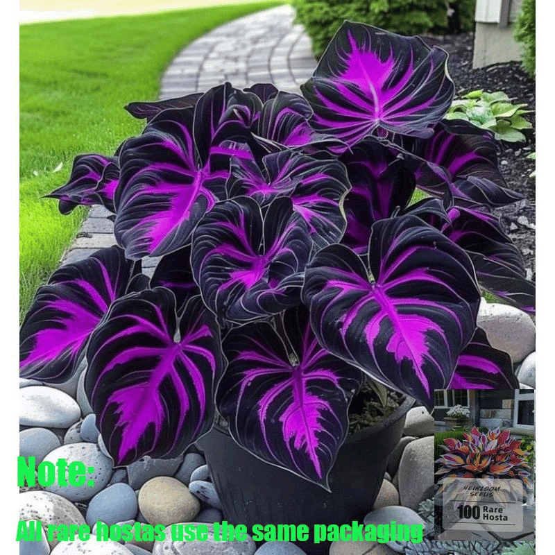 🍃 Rare Hosta seeds, ideal for perennial shade garden ornamental foliage, suitable for outdoor landscaping🌿-923