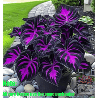 Black Purple