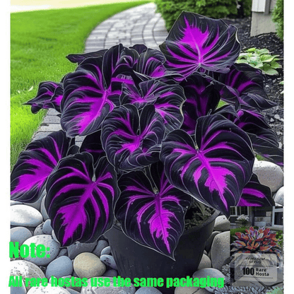 🍃 Rare Hosta seeds, ideal for perennial shade garden ornamental foliage, suitable for outdoor landscaping🌿-923