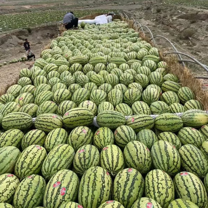 🔥 (New Harvest)🔥🍉Lazy Man's Watermelon Seeds| 🌿Pre-Primed for High Germination (99% Germination)-TJY