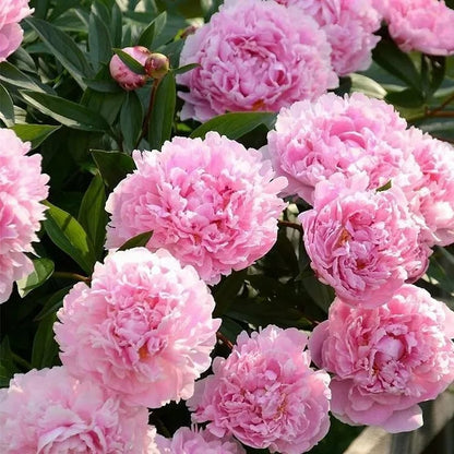 🔥LAST DAY 45% OFF🌺THE QUEEN OF FLOWERS—DOUBLE PETALED PIANI-923