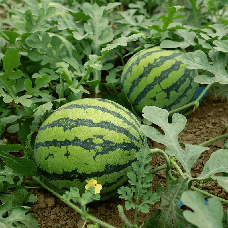 🍉50/100PCS Heirloom Non-GMO Watermelon Seeds – Easy-Grow “Lazy Man” Variety, Sweet & Nutritious, Replant Every Year🌱-923