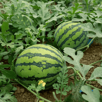 🍉50/100PCS Heirloom Non-GMO Watermelon Seeds – Easy-Grow “Lazy Man” Variety, Sweet & Nutritious, Replant Every Year🌱-923