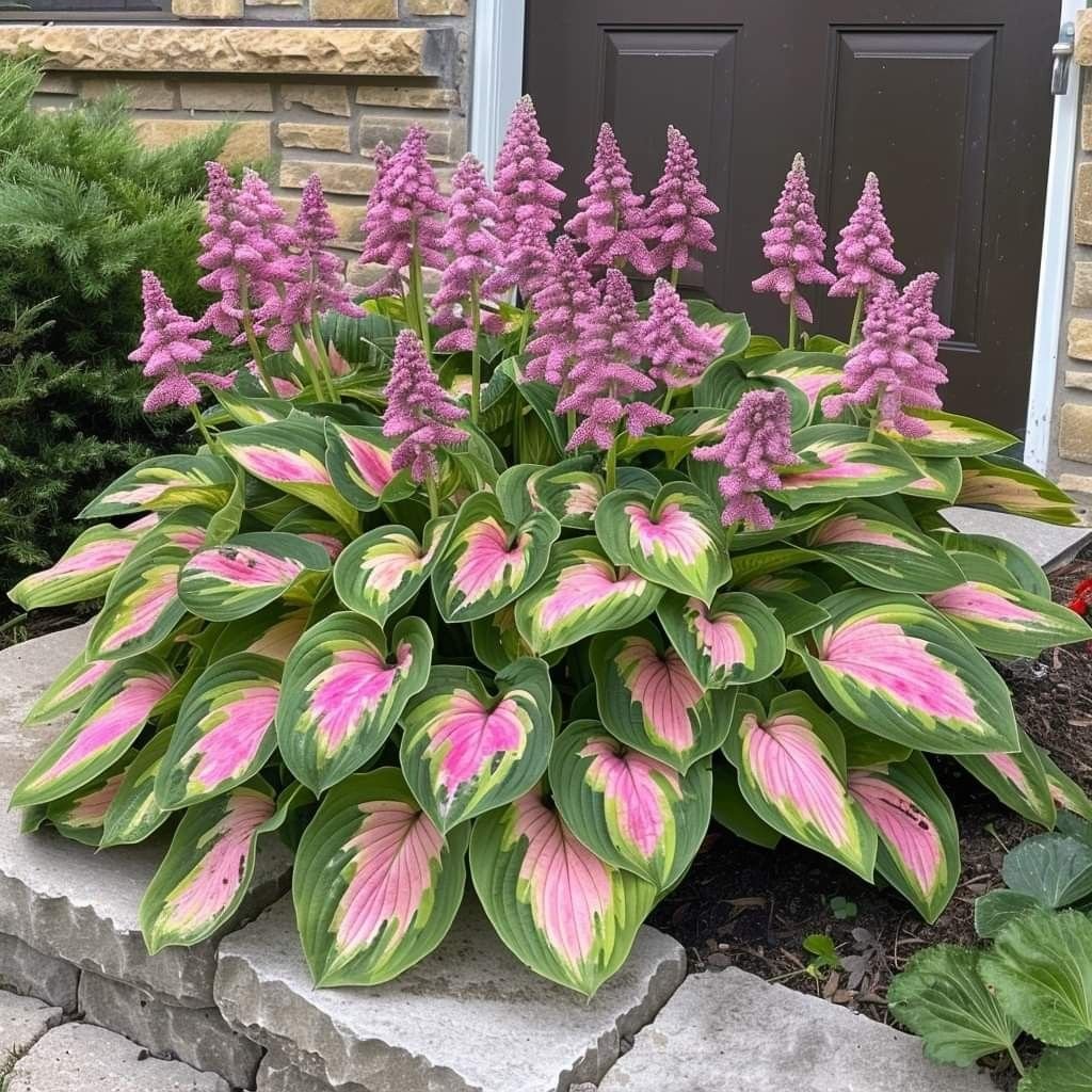 🔥Premium Rare Hosta Seeds💖🔥1 Pack-100 Seeds-GD