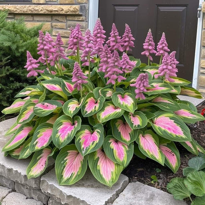🔥Premium Rare Hosta Seeds💖🔥1 Pack-100 Seeds-GD