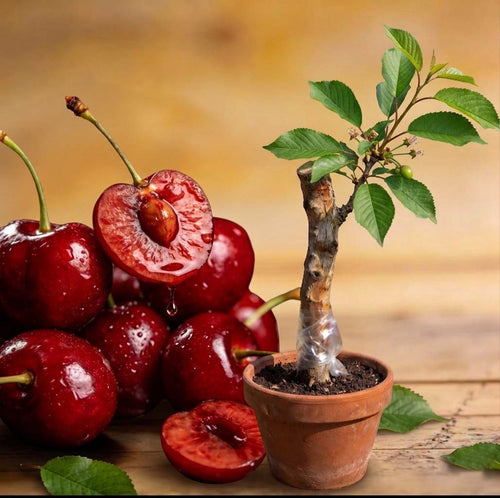 Cherry Tree Seeds – Turn Your Garden into a Sweet, Seasonal Paradise 🍒-XA