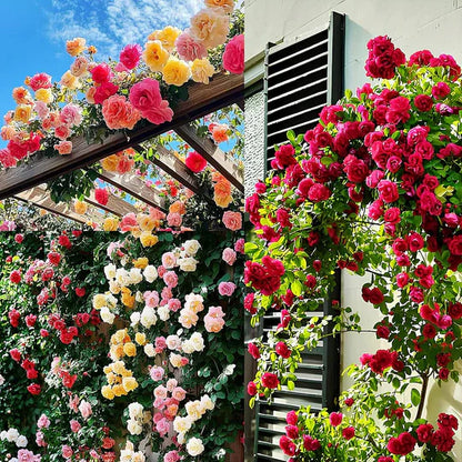 🌸 Spring flowers are preferred🌿🌸Climbing Rose Seeds 60+ Multicolour seeds🌿-TJY