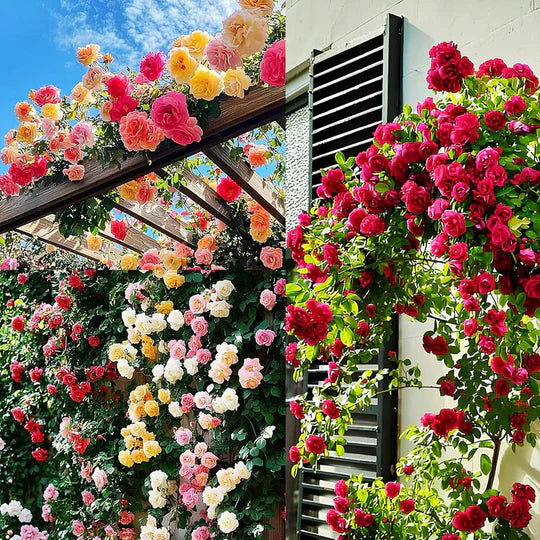 🌸 Spring flowers are preferred🌿🌸Climbing Rose Seeds 60+ Multicolour seeds🌿-TJY