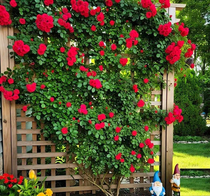 🌸 Spring flowers are preferred🌿🌸Climbing Rose Seeds 60+ Multicolour seeds🌿-TJY
