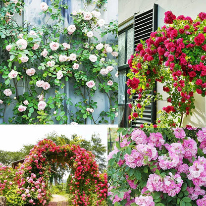 🌸 Spring flowers are preferred🌿🌸Climbing Rose Seeds 60+ Multicolour seeds🌿-TJY