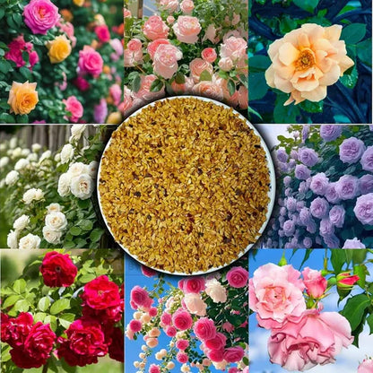 🌸 Spring flowers are preferred🌿🌸Climbing Rose Seeds 60+ Multicolour seeds🌿-TJY