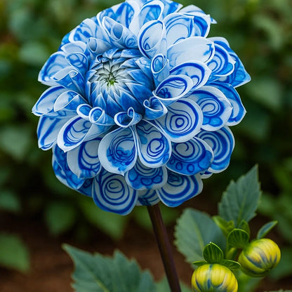 🌸Rare Double Dahlias🌿 – Bold Blooms Ordinary Gardens Never Have-ABB8