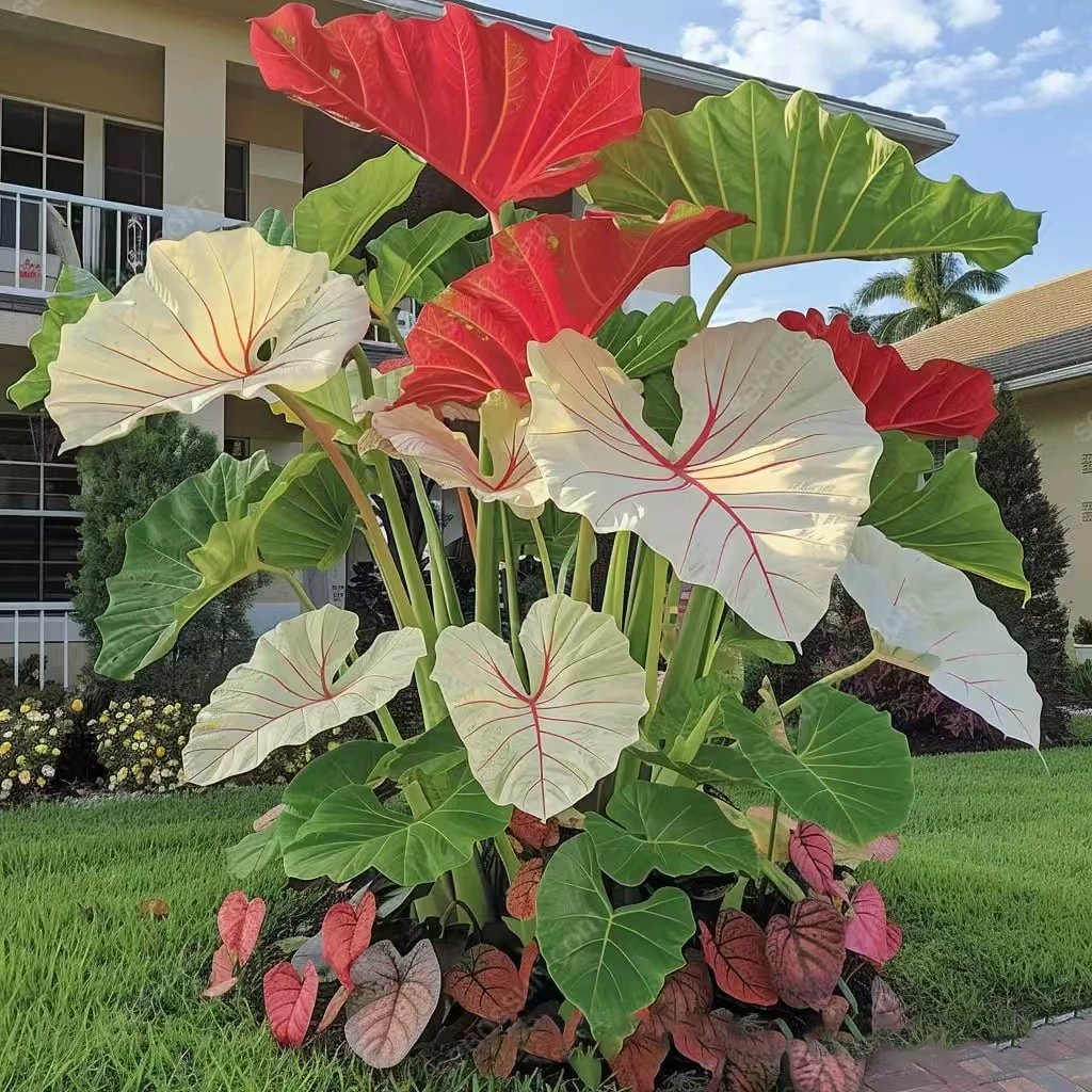🍃 Rare Hosta seeds, ideal for perennial shade garden ornamental foliage, suitable for outdoor landscaping🌿-923
