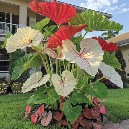 🍃 Rare Hosta seeds, ideal for perennial shade garden ornamental foliage, suitable for outdoor landscaping🌿-923