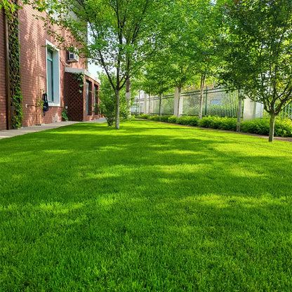 🌱2026 Evergreen Dwarf Grass Seed | For Four Seasons-GD