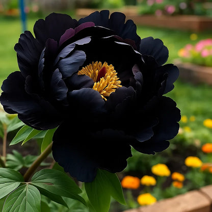 🌿Premium Rare Double Peonies🌸 - Bloom Big & Beautiful,Multiple colors available 🎨-GD