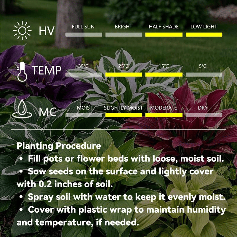🍃 Rare Hosta seeds, ideal for perennial shade garden ornamental foliage, suitable for outdoor landscaping🌿-923