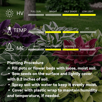 🍃 Rare Hosta seeds, ideal for perennial shade garden ornamental foliage, suitable for outdoor landscaping🌿-923