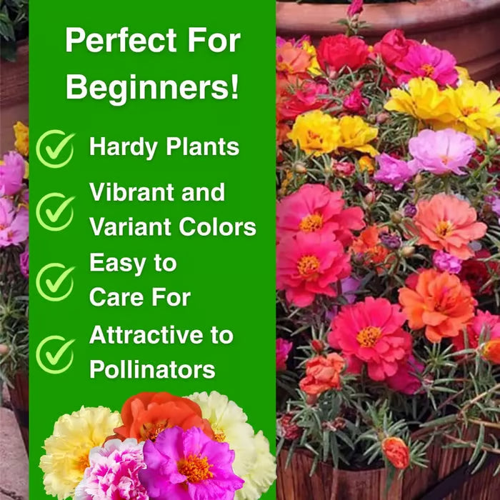 🌸Moss Rose Seeds🌸 – 🌿Perennial Flower Seeds / Large Flowers / Easy to Grow-TJY