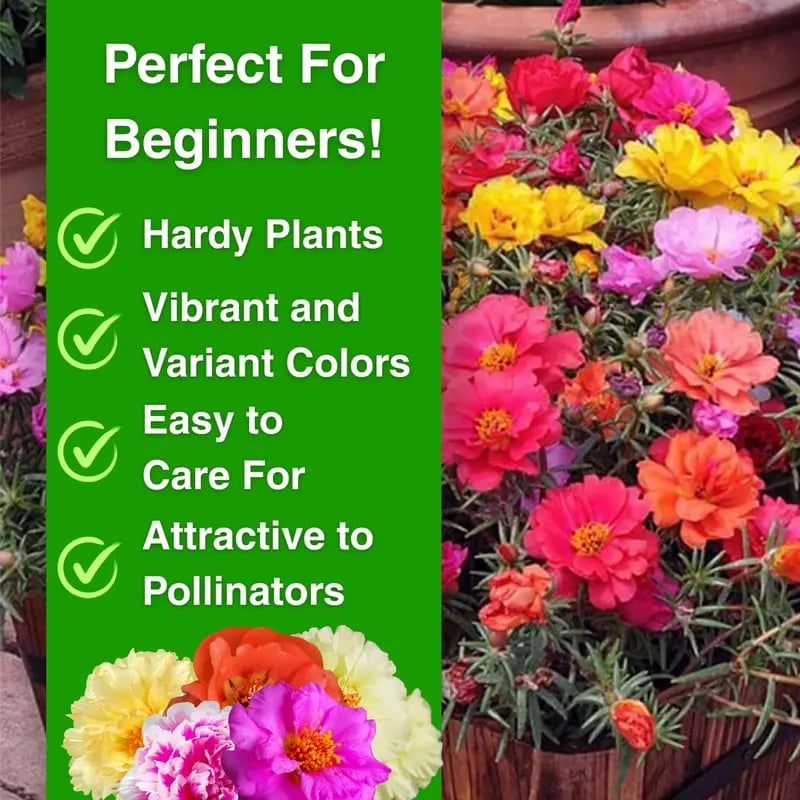 🌸🌹Rare Varieties Moss Rose -Immortal Flower – 🌿Perennial Flower Seeds，Large Flowers ，Easy to Grow-ABB8