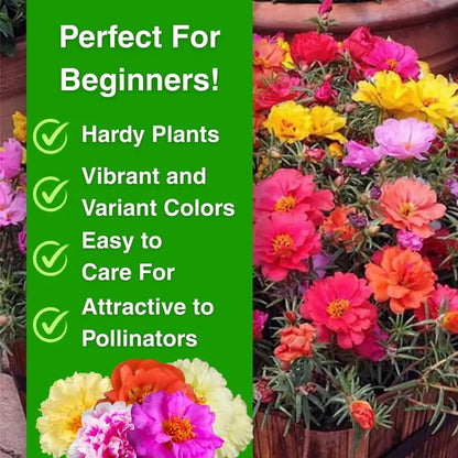 🌸🌹Rare Varieties Moss Rose -Immortal Flower – 🌿Perennial Flower Seeds，Large Flowers ，Easy to Grow-ABB8