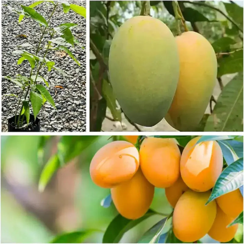 🏡Farm Fresh, Straight to Your Door 🥭Homegrown Tropical Mango! -XA