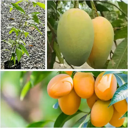 🏡Farm Fresh, Straight to Your Door 🥭Homegrown Tropical Mango! -XA
