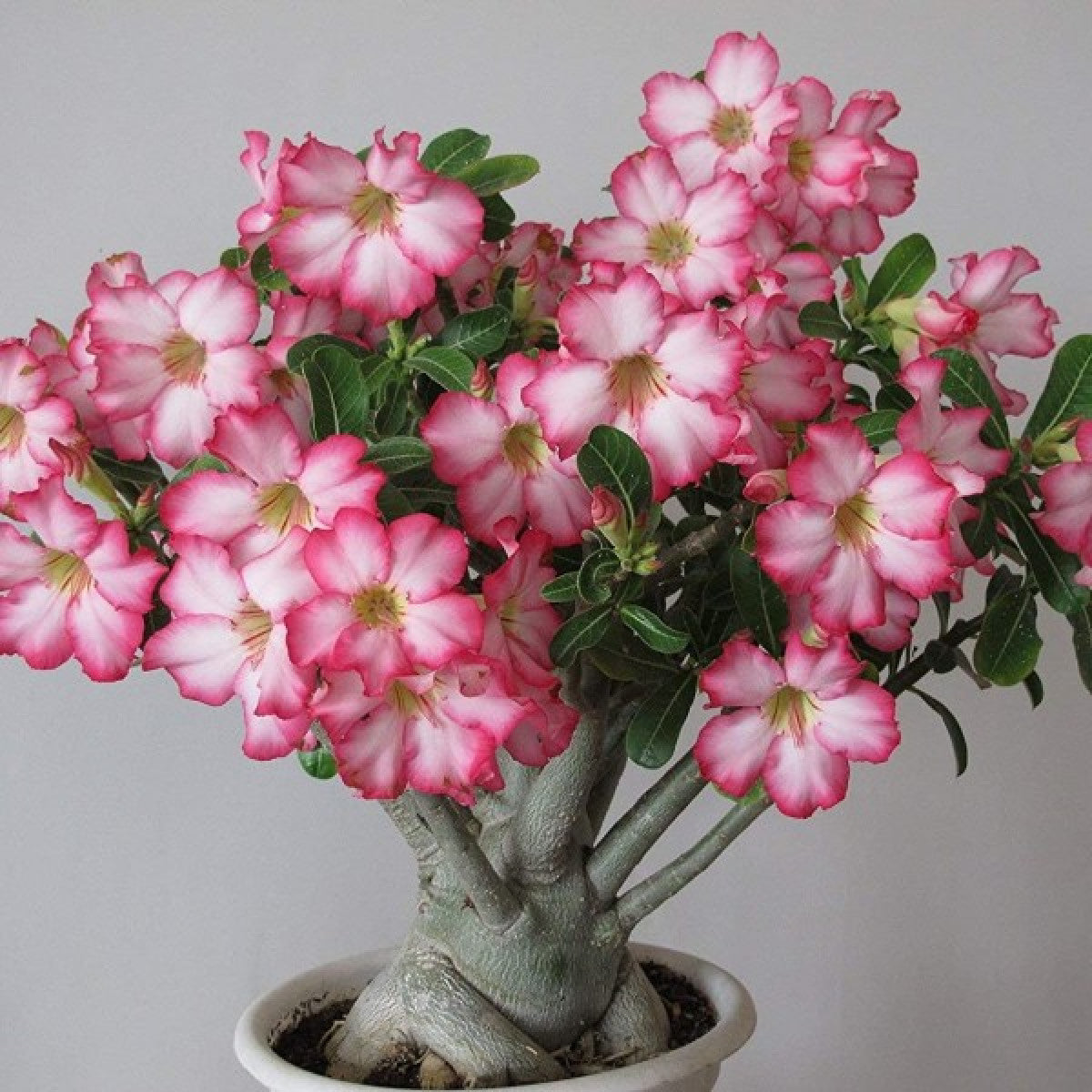 ✨Desert Rose Seeds🌹Heat-Resistant✨