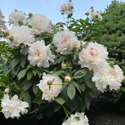 🔥LAST DAY 45% OFF🌺THE QUEEN OF FLOWERS—DOUBLE PETALED PIANI-923