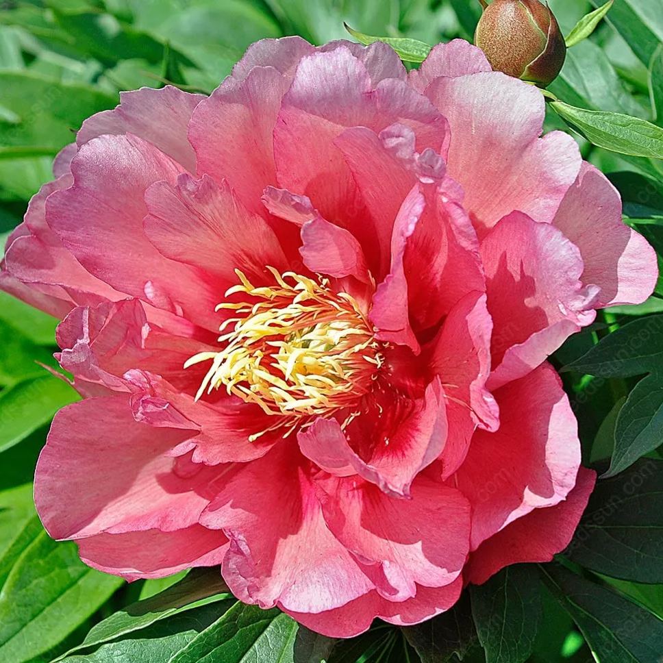 🌸 Double Climbing Peony Vine Hardy Perennial Garden Climber for Indoor & Outdoor Beauty-923
