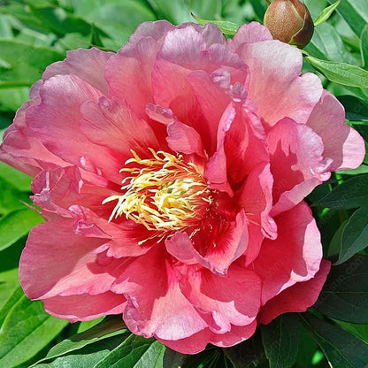 🌸 Double Climbing Peony Vine Hardy Perennial Garden Climber for Indoor & Outdoor Beauty-923