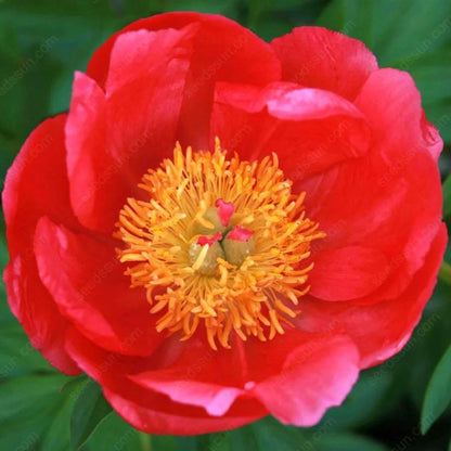 🌸 Double Climbing Peony Vine Hardy Perennial Garden Climber for Indoor & Outdoor Beauty-923