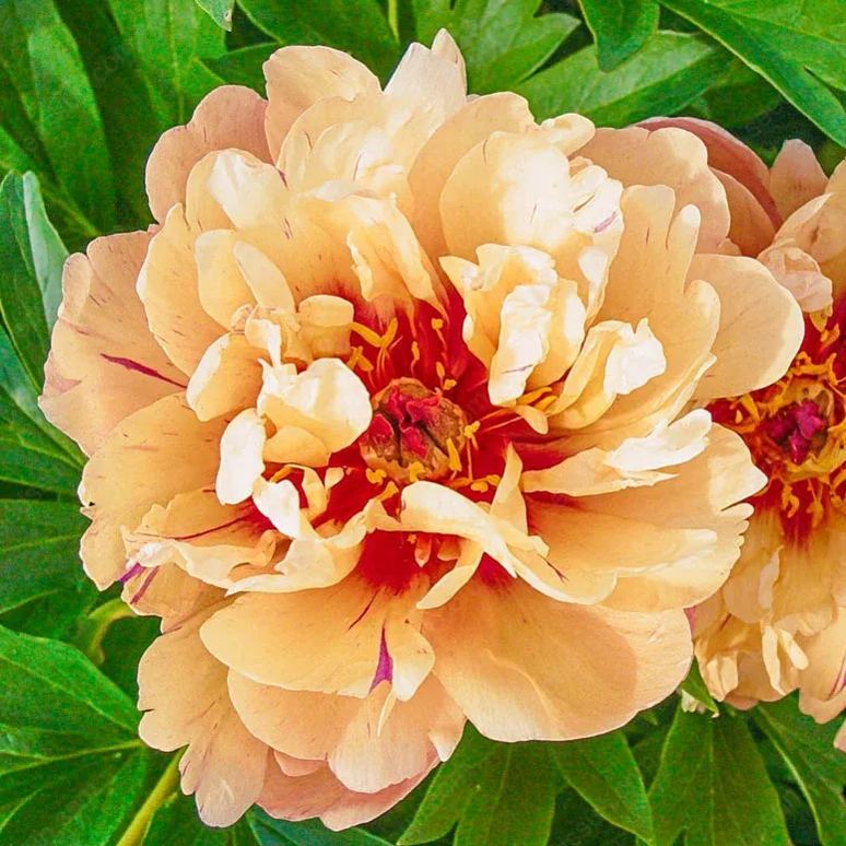 🌸 Double Climbing Peony Vine Hardy Perennial Garden Climber for Indoor & Outdoor Beauty-923