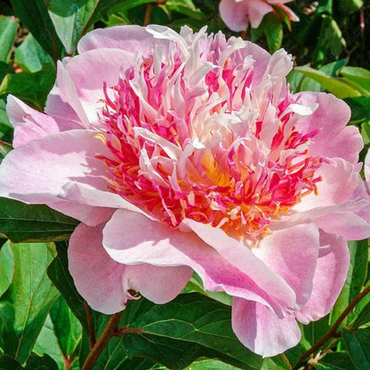 🌸 Double Climbing Peony Vine Hardy Perennial Garden Climber for Indoor & Outdoor Beauty-923